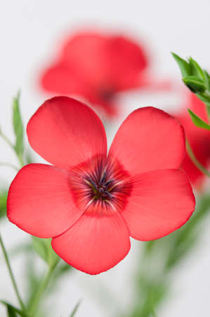 Flax (Linum usitatissimum) flowers over light background, close up shot, local focusの写真素材