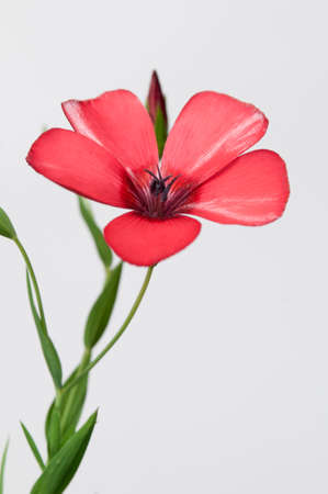 Flax (Linum usitatissimum) flowers over light , close up shot, local focusの写真素材