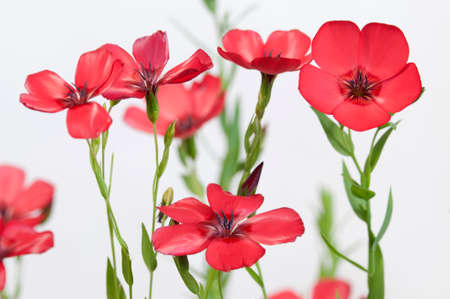 Flax (Linum grandiflorum) flowers over light , close up shot, local focusの写真素材