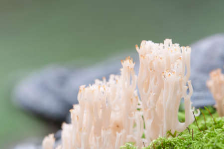 Clavulina pyxidata  mushrooms on an old stumpの写真素材