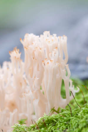 Clavulina pyxidata  mushrooms on an old stumpの写真素材