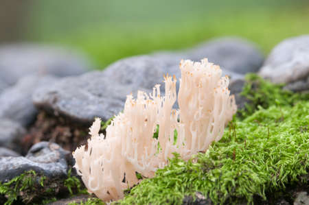 Clavulina pyxidata  mushrooms on an old stumpの写真素材