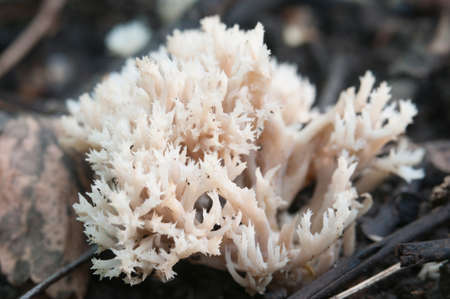 Clavulina cristata mushrooms on the forest soil