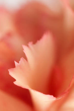 Carnation flower fragment macro shot local focusの写真素材