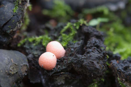 Mushrooms (slime mould Lycogala epidendrum)  in a green mossの写真素材