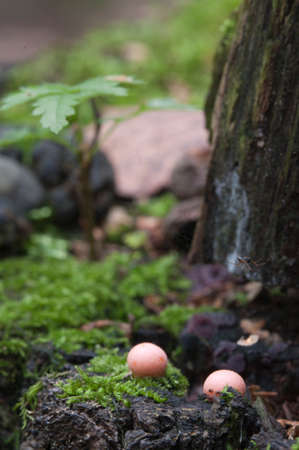 Mushrooms (slime mould Lycogala epidendrum)  in a green moss