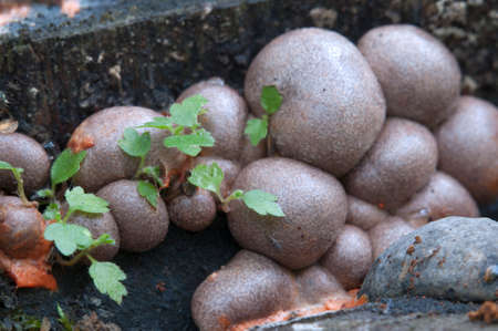 Mushrooms (slime mould Lycogala epidendrum)  in a green mossの写真素材