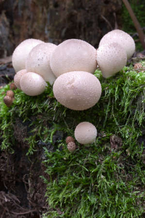 Puffball mushrooms on a stump - Lycoperdon umbrinum in a mossの写真素材