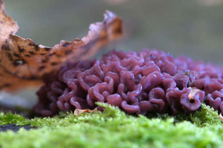 Ascocoryne sarcoides mushrooms on an old stumpの写真素材