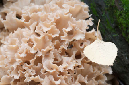 Sparassis crispa mushroom, close up shot, local focusの写真素材