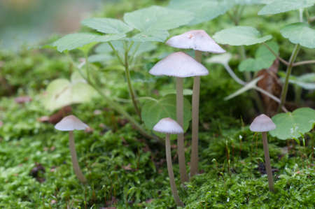 Mycena galericulata mushrooms on an old stump, closeupの写真素材