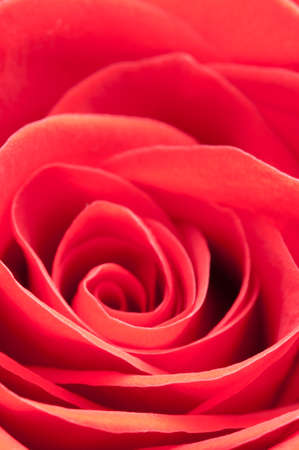 Rose flower fragment macro shot local focusの写真素材