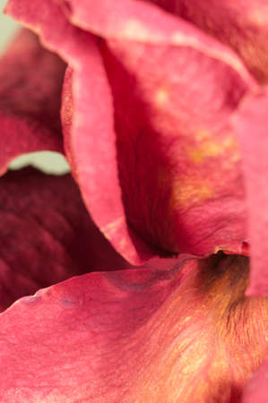 Dry rose petals, macro shot, local focusの写真素材