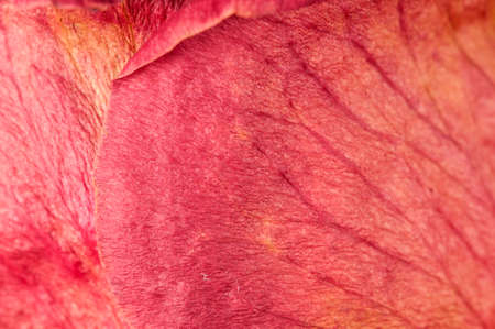 Dry rose petals, macro shot, local focusの写真素材