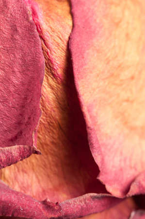 Dry rose petals, macro shot, local focusの写真素材