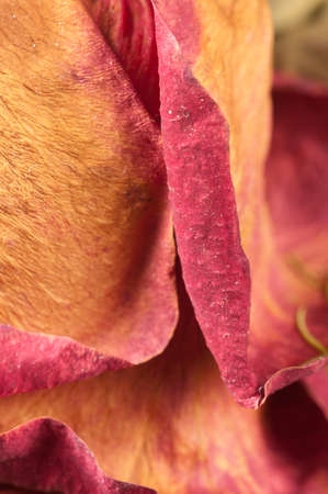 Dry rose petals, macro shot, local focusの写真素材