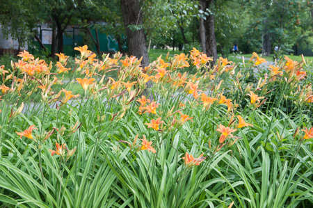 Day lily flowers in a park viewの写真素材