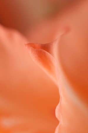 Glad flower fragment macro shot local focusの写真素材