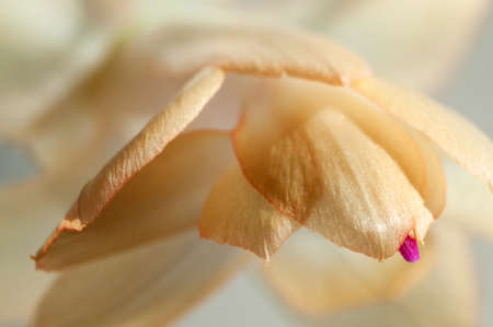 Christmas cactus flower, close up shot, local focus