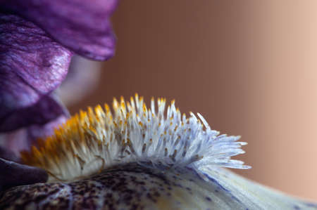 Iris flower fragment macro shot, local focusの写真素材