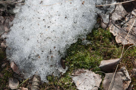 Moss and snow in early spring, close upの写真素材
