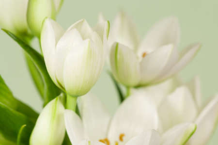 Chinkerichee (Ornithogalum thyrsoides) flowers, close up shotの写真素材
