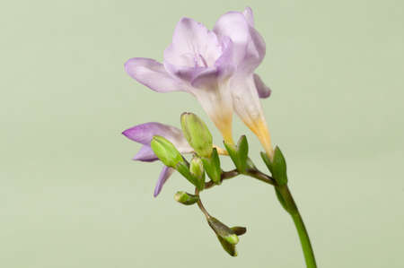 Freesia flowers, close up shot, local focusの写真素材