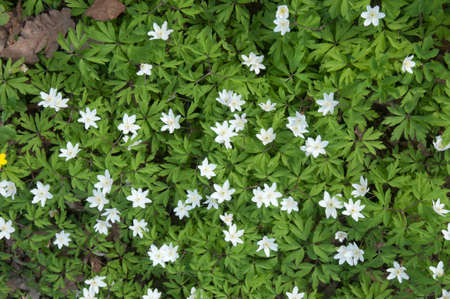 Anemone wild flowers in spring, closeup shotの写真素材