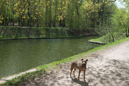 Landscape with a pond and a dog in Sokolniki park, Moscowの写真素材