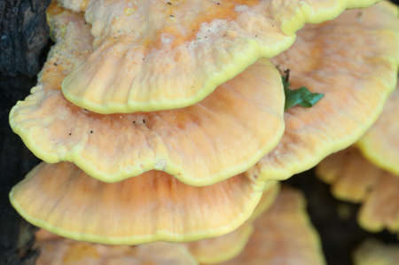 Chicken of the woods (Laetiporus sulphureus), closeupの写真素材