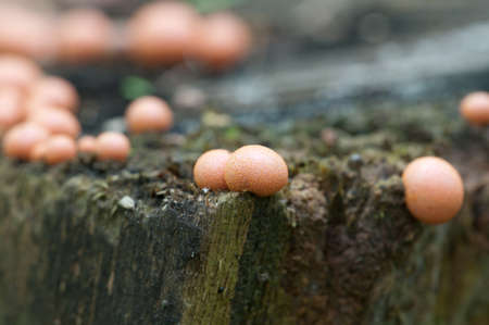 Mushrooms (slime mould Lycogala epidendrum)  on an old stump