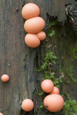 Mushrooms (slime mould Lycogala epidendrum)  on an old stumpの写真素材