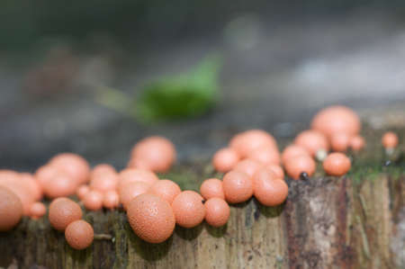 Mushrooms (slime mould Lycogala epidendrum)  on an old stump