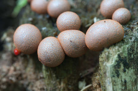Mushrooms (slime mould Lycogala epidendrum)  on an old stumpの写真素材