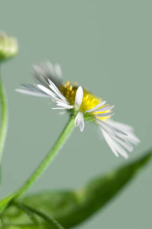 ox-eye daisy flower on green background, close up