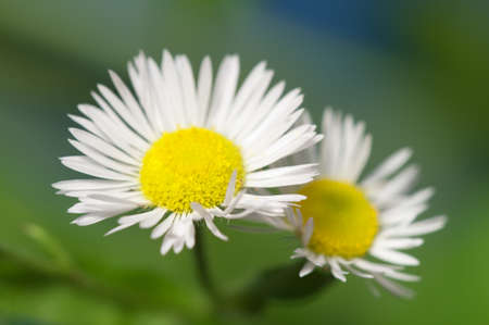 ox-eye daisy flower on blue background