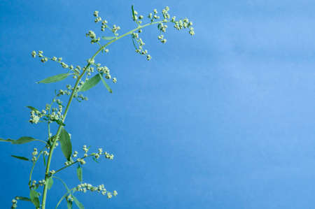 Orach plant close up over blue backgroundの写真素材
