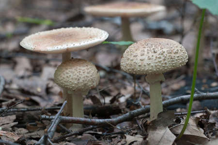 Toadstool (Amanita pantherina) mushroom near the forest tree, closeupの写真素材