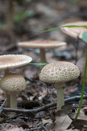 Toadstool (Amanita pantherina) mushroom near the forest tree, closeupの写真素材