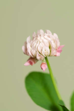 Clover flower over green background, close up