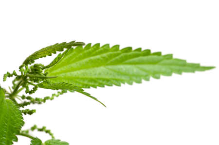 Urtica dioica plant over white background, closeupの写真素材