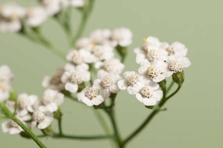 Achillea flowers over green background, close upaの写真素材