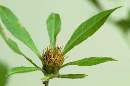 Bidens tripartita on a green background, closeupの写真素材