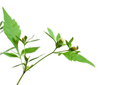 Bidens tripartita on a green background, closeupの写真素材