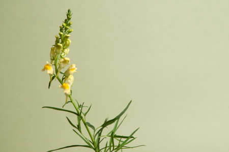 Toadflax flowers over green background, closeupの写真素材