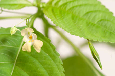 Impatiens parviflora on a white background, close up