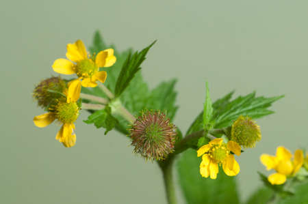 Geum aleppicum on a light background, close upの写真素材