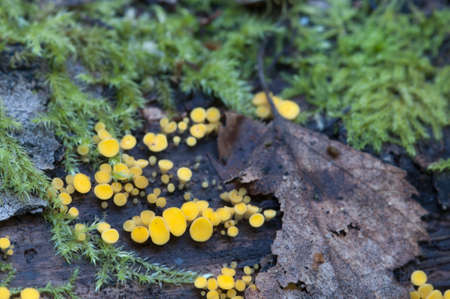 Bisporella citrina [Calycella citrina], macro shot, local focus