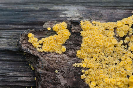 Bisporella citrina [Calycella citrina], macro shot, local focus