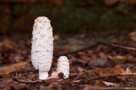 Coprinus comatus mushrooms, close up shot